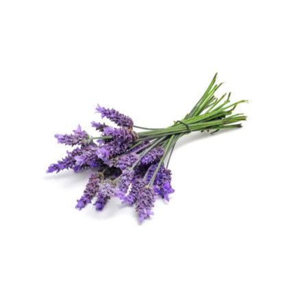 Best Lavender Essential Oil