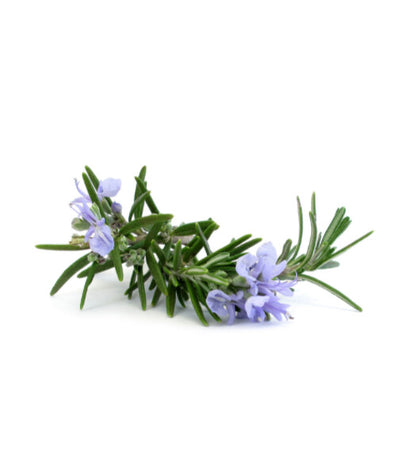 Rosemary Oil