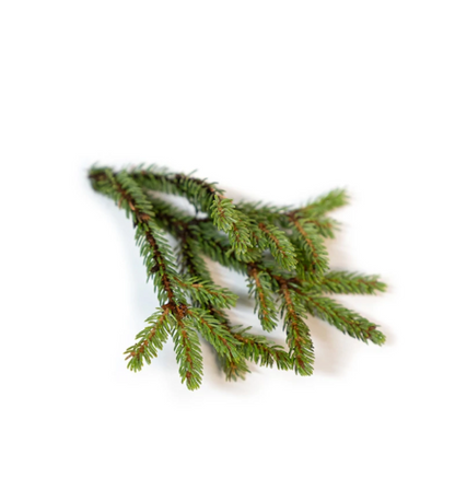 Black Spruce Essential Oil