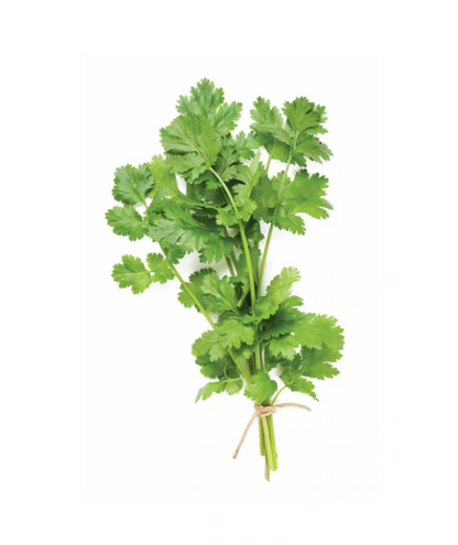 Cilantro Essential Oil