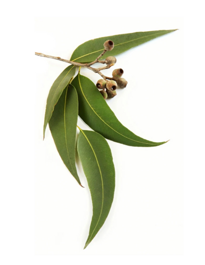 Eucalyptus Essential Oil