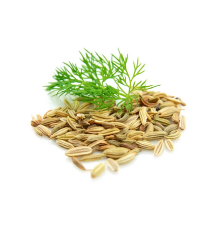 Fennel Essential Oil