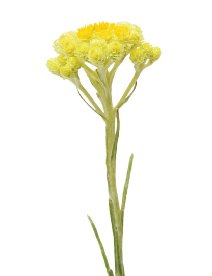 Helichrysum Essential Oil