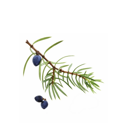 Juniper Berry Essential Oil