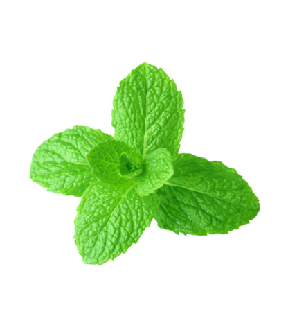 Spearmint Essential Oil