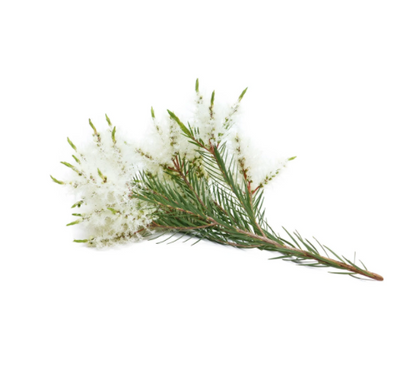 Tea Tree (Melaleuca) Essential Oil